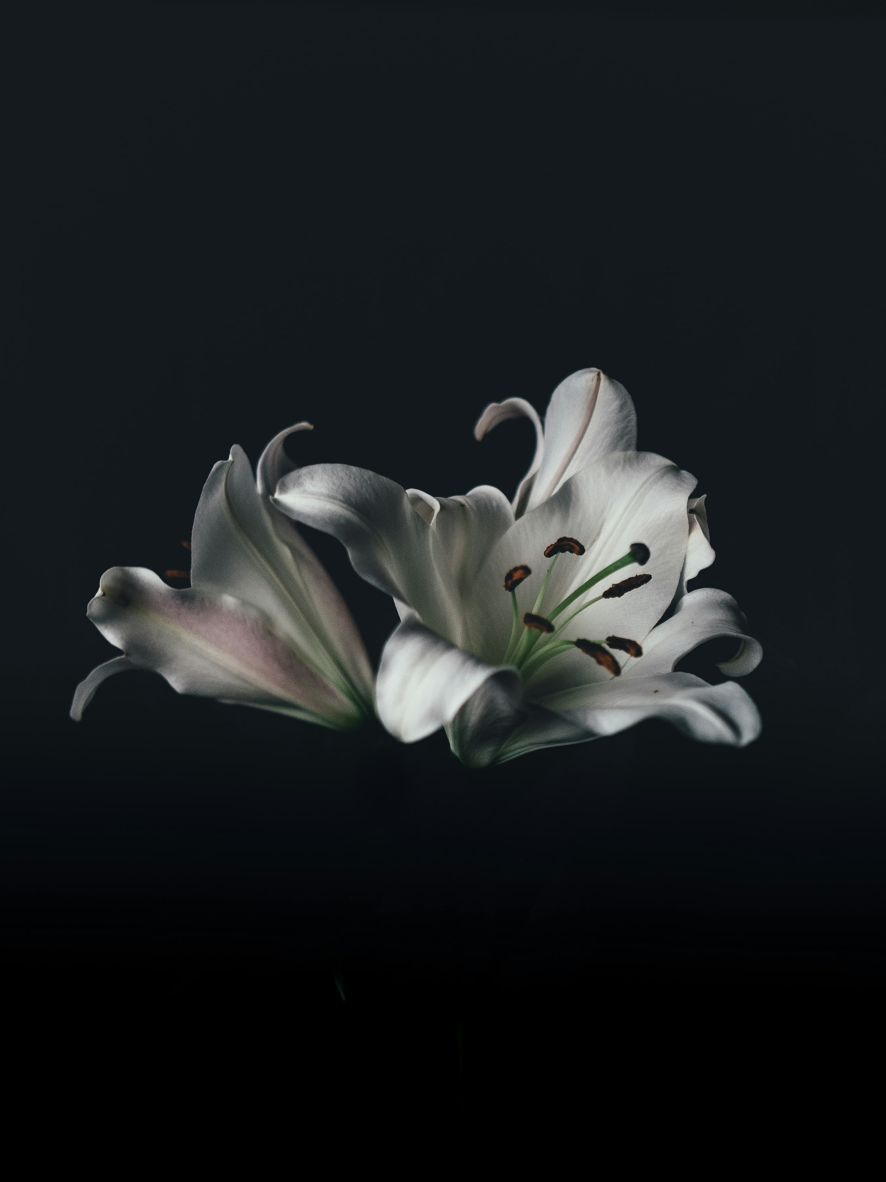 Lirios blancos fotografiados sobre fondo oscuro