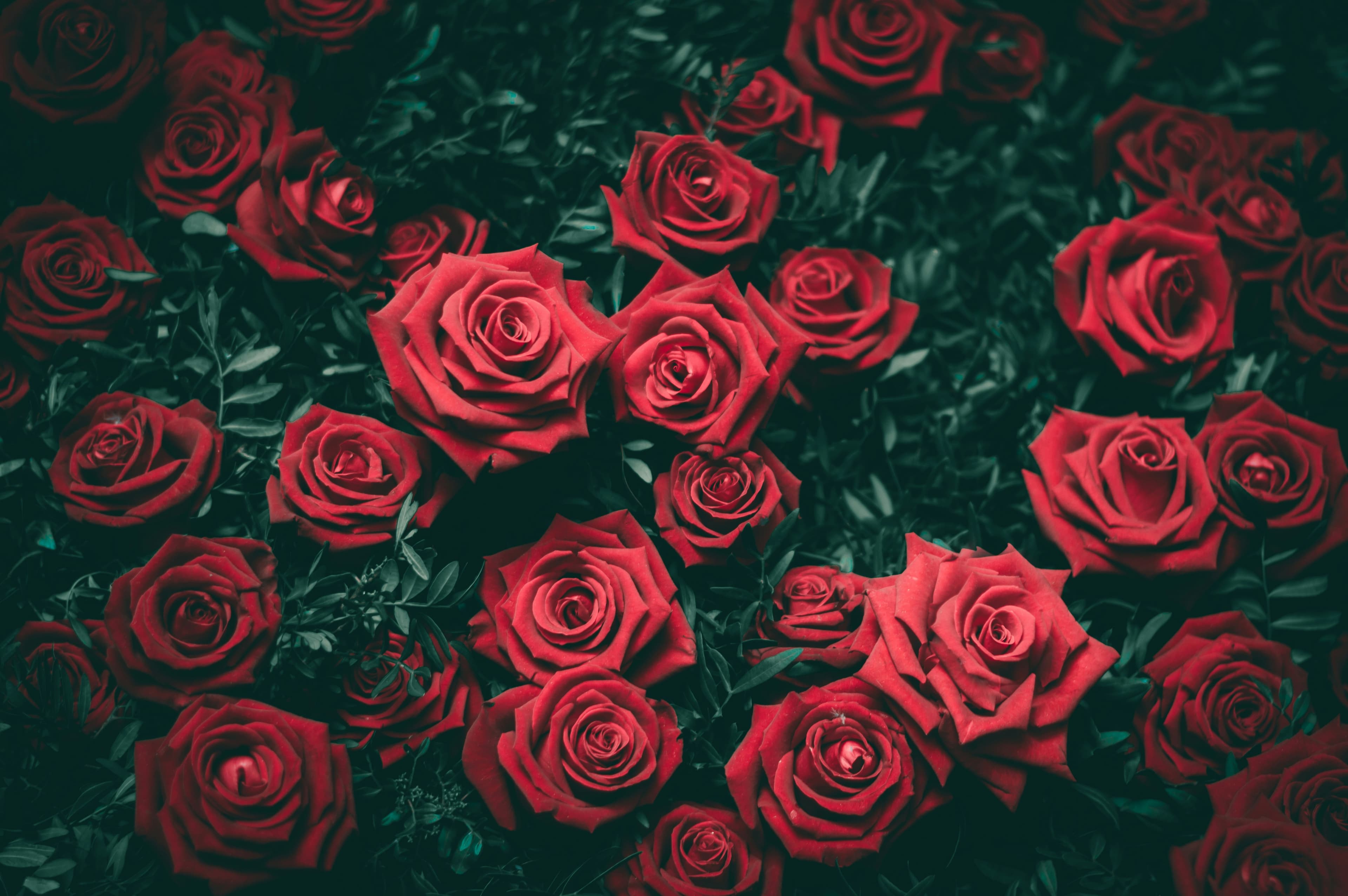 Rosas rojas abiertas vistas de cerca